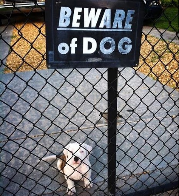 10. Не лает, не кусает, двор охраняет =)