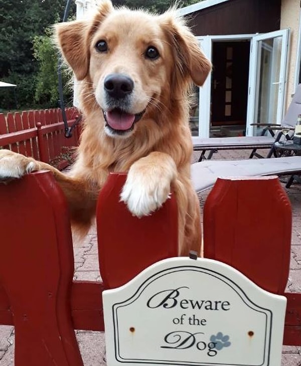 12. "Эй двуногий, поиграешь со мной?"