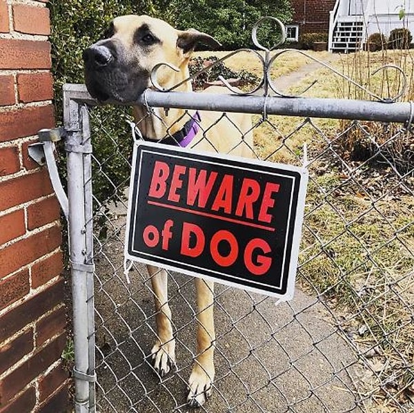 13. Собака бывает кусачей, только от жизни собачей