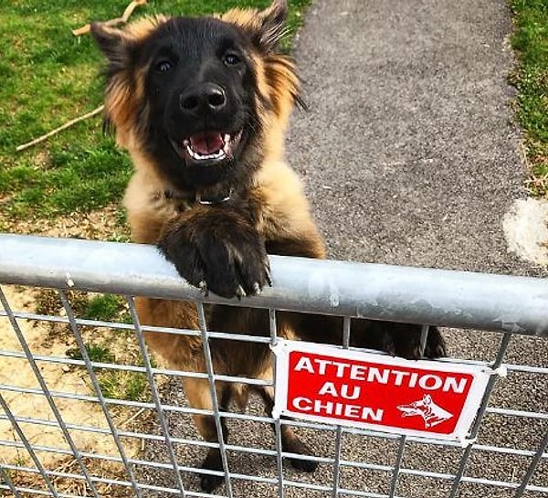 14. "Эй друг, мячик кинешь?"