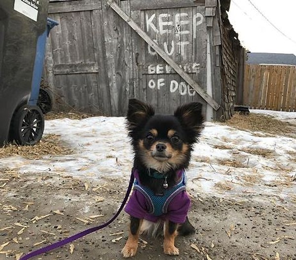 18. Мал клоп да гавкуч