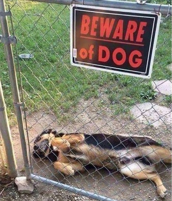 6. "А животик почесать?"