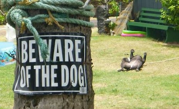 15. Ну какая может быть охрана, когда блошки замучали