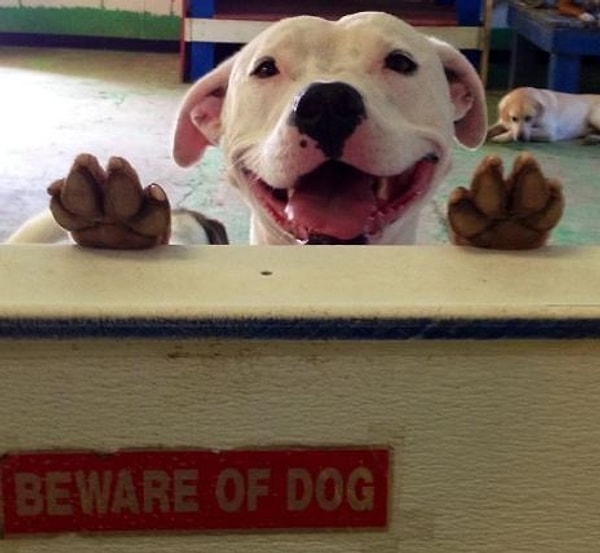 23. А вот и гроза всех воров - "свирепая" Люси =)