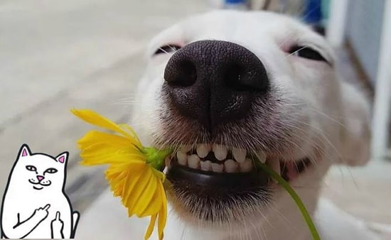 "Свирепая" Люси и еще 22 очаровательных пса с табличкой "Осторожно, злая собака"