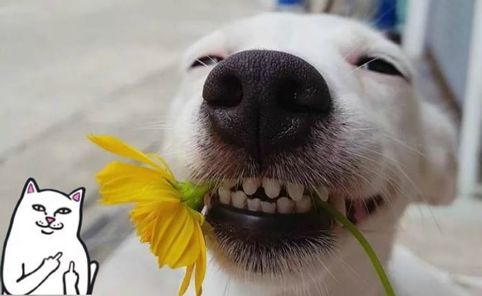 "Свирепая" Люси и еще 22 очаровательных пса с табличкой "Осторожно, злая собака"