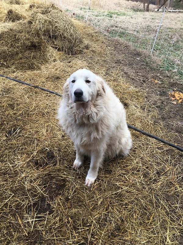 8. А этот песик охраняте ферму