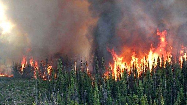 2. 2017'de en çok ormanlık alanı yanan iller: