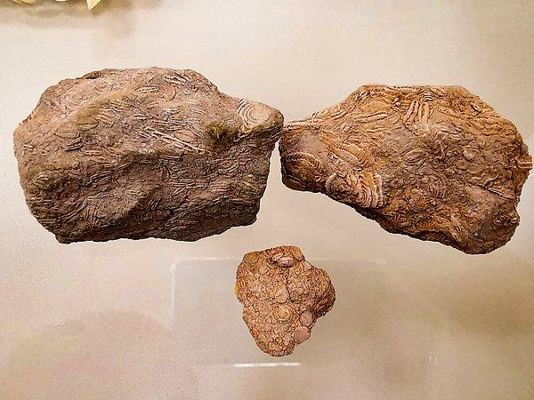 Anadolu'nun daha önce sular altında bulunduğunu söyleyen Satar, araştırmalar sonucunda birçok farklı türe ait fosillerin gün yüzüne çıkacağını aktardı.