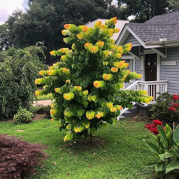 7. У вас тоже рябит в глазах от этой листвы?