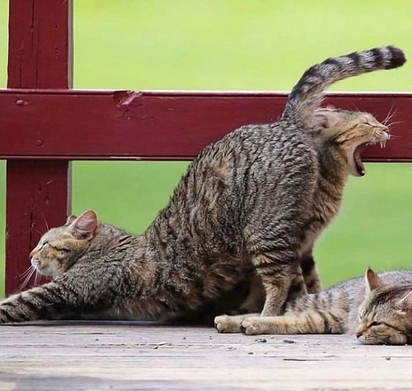 18. Когда одна твоя сторона мило потягивается, а другая бунтует