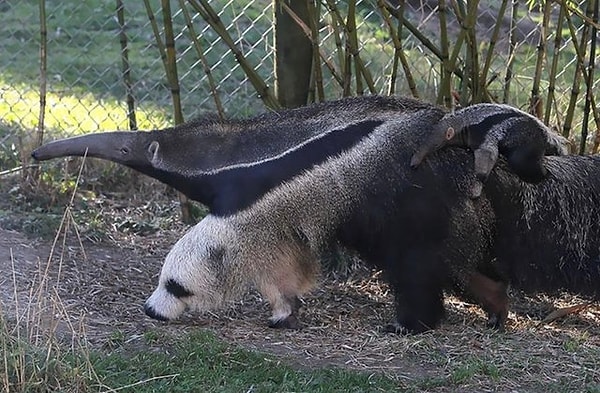 22. Что это вообще такое?