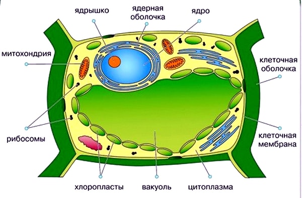 5. Любая клетка способна к...