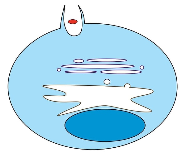 9. Что является примером фагоцитоза?
