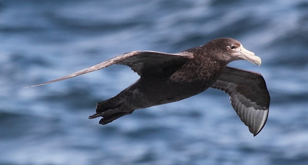 7. Какого писателя называли "буревестником революции"?