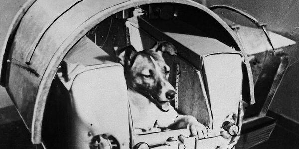 Uzaya gitme çabamızın kurbanlarından biri de masum köpek Laika olmuş, bir uzay kapsülü içinde çaresizce ölmüş.