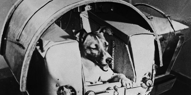 Uzaya gitme çabamızın kurbanlarından biri de masum köpek Laika olmuş, bir uzay kapsülü içinde çaresizce ölmüş.