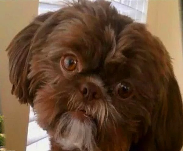 Shih Tzu karması Emma adındaki köpek, sahibinin ölümünden sonraki gün 8 Mart'ta Virginia'nın Chesterfield Hayvan Barınağı'na getirildi.