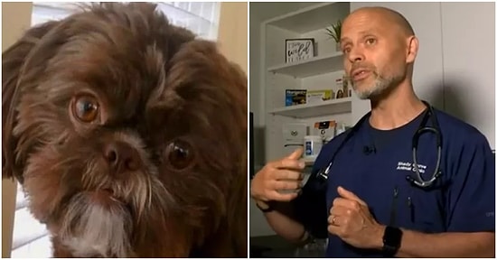 Sapasağlam Olmasına Rağmen Hayatını Kaybeden Sahibi ile Gömülsün Diye Ötenazi Yapılan Köpek