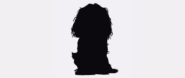 6. Что это за порода?