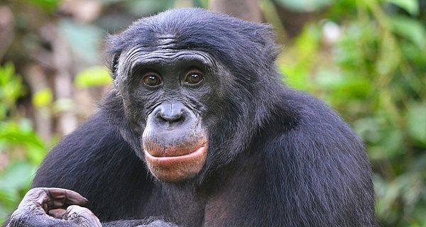Bilim insanları, anne cüce şempanzelerin bunları yaptığını biliyorlardı ama şimdiye kadar herhangi bir kanıt bulamamışlardı.