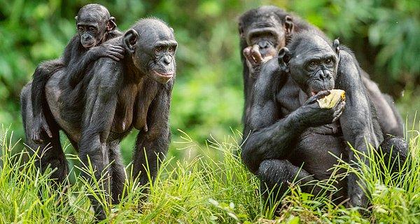Bu çalışmaya göre, bebek cüce şempanzelerin artışı daha çok annelerinin, yavrularının cinsel durumuna bu kadar müdahale etmesiyle ilgilidir.