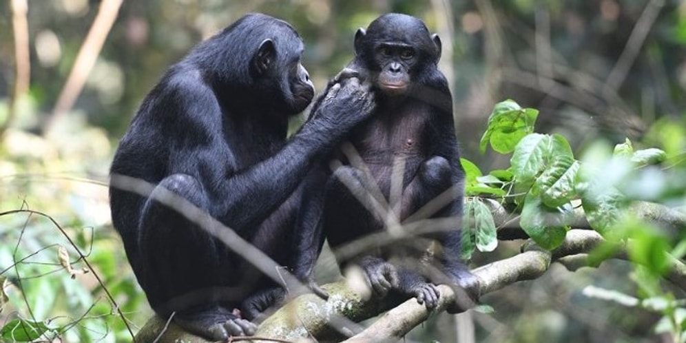 Anne Cüce Şempanzelerin, Erkek Yavrularının Seks Hayatına Gerçekten Müdahale Ettiklerini Biliyor muydunuz?