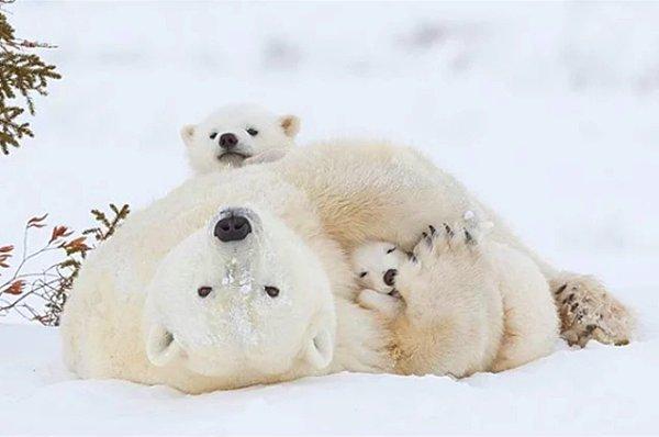 12. Minik bir kutup ayısı ailesi...