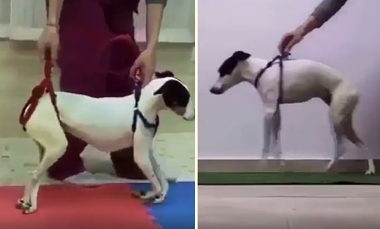 Fiziksel Engeli Bulunan Köpeğin Uzun Çabalar Sonucu Yeniden Yürümeye Başladığı Muhteşem Görüntüler