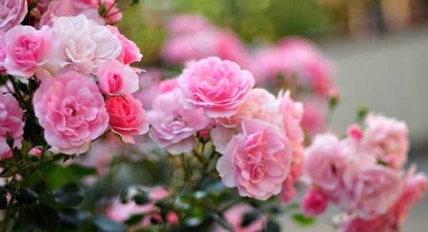 4. На каком континенте встречается меньше всего цветковых растений?