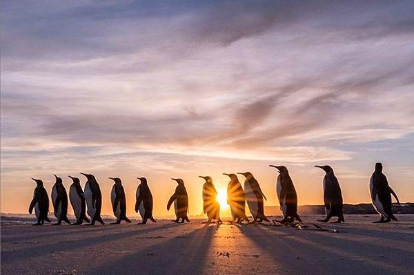 3. Kral penguenlerin balık avlamak için günün erken saatlerinde yola çıkışı...