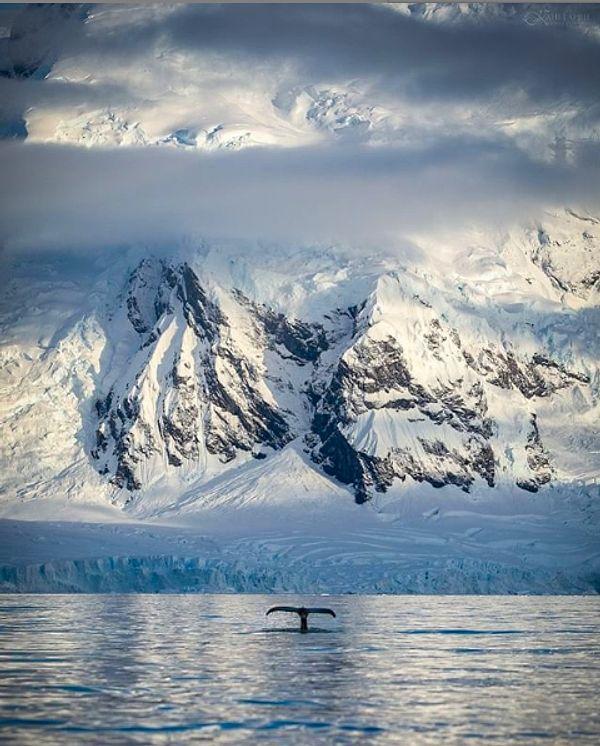 1. Charlotte Koy'unun sularından Antarktika buzullarının bir balinayla oluşturduğu kare.