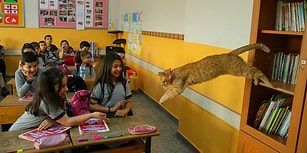 Öğrencilerden Hüzünlü Veda: Türkiye'nin Gündemindeki Kedi Tombi Yurt Dışına Gidiyor