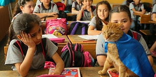 Öğrencilerden Hüzünlü Veda: Türkiye'nin Gündemindeki Kedi Tombi Yurt Dışına Gidiyor 😿