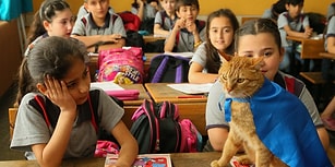 Öğrencilerden Hüzünlü Veda: Türkiye'nin Gündemindeki Kedi Tombi Yurt Dışına Gidiyor 😿