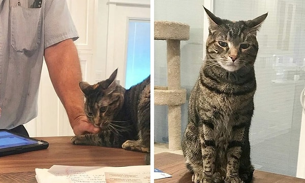 3. Кошка, которая кусает всех подряд