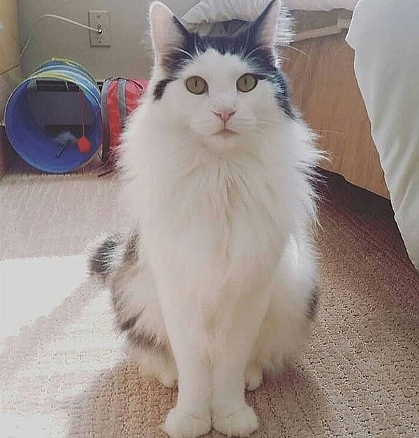 6. "Этого кота зовут Майло, и каждую ночь он заставляет носить его в кровать. Почему? Потому что он король!"