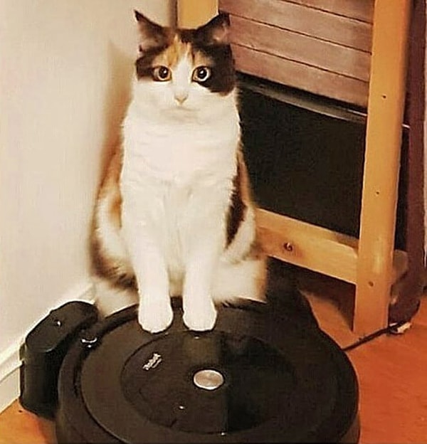 11. "Лучший друг нашего кота - робот-пылесос"