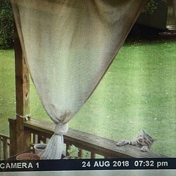 12. "Камера засняла очередные проделки соседского кота"