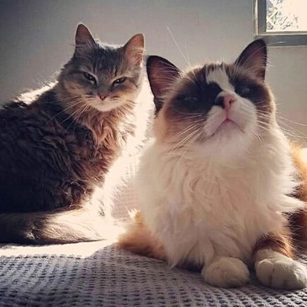 13. У них явно недобрые намерения