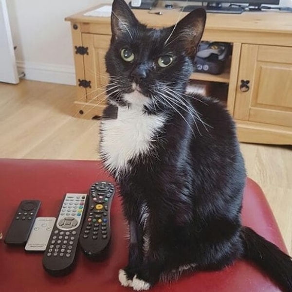 16. Этот кот и сам не рад тому, что вымазался в масле