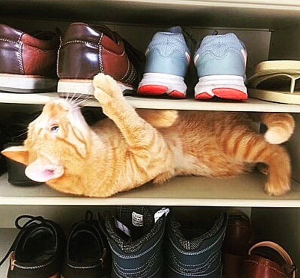 19. Кот-фетишист, который любит нюхать обувь