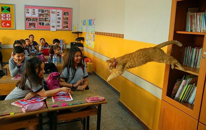 Öğrencilerden Hüzünlü Veda: Türkiye'nin Gündemindeki Kedi Tombi Yurt Dışına Gidiyor