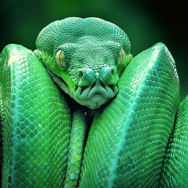 5. Какое из нижеперечисленных животных ядовитое?