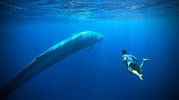 5. Bir mavi balinanın kalp atışını 3 km uzaktan duyabilirsiniz.