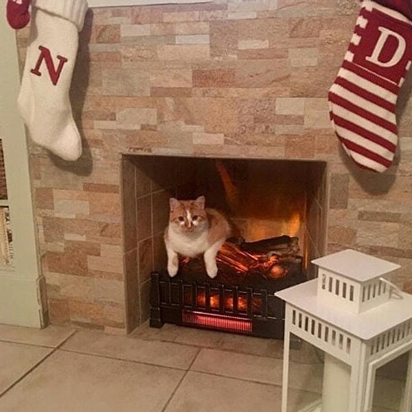 20. Кот, который пугает всех тем, что ложится в камин. Нет, он не горячий