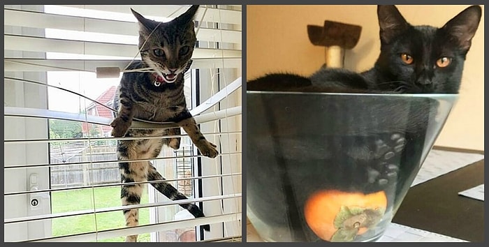 Кто в доме хозяин? Пользователи Сети делятся моментами трудной жизни, которую им устроили коты-деспоты