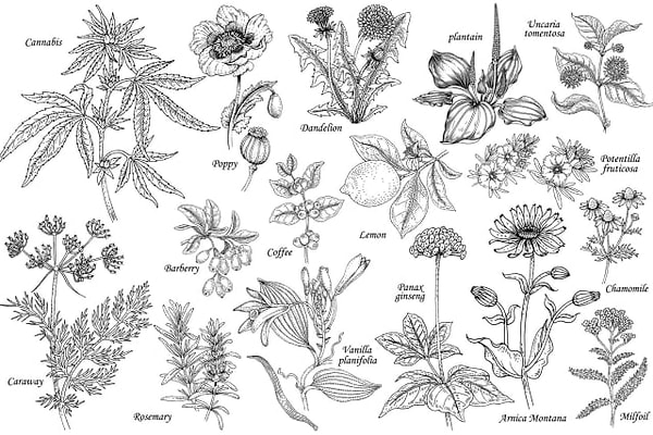 5. Знаете что-нибудь о лечении травами?