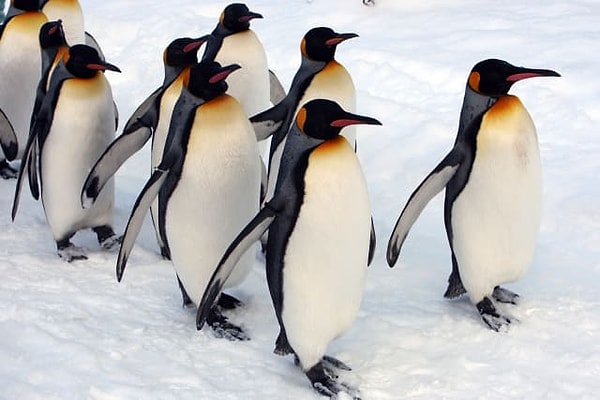 5. Навоз пингвинов виден из космоса.