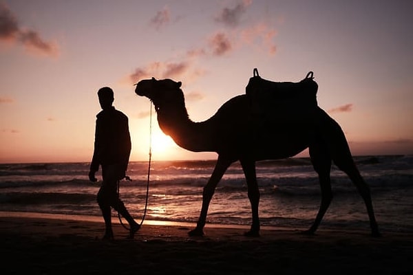 11. Верблюды «ходят по-большому» всего лишь раз в месяц.